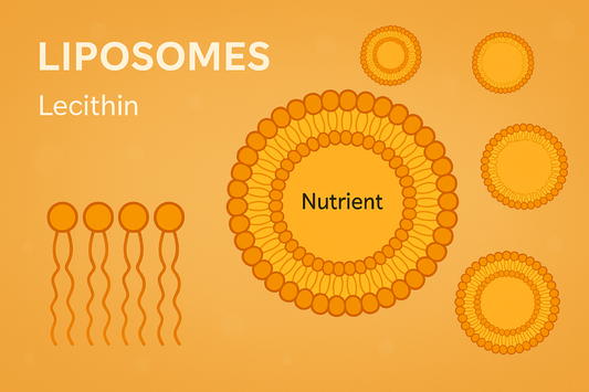 What Are Liposomes? Natural Lecithin-Based Liposomal Delivery for Better Absorption